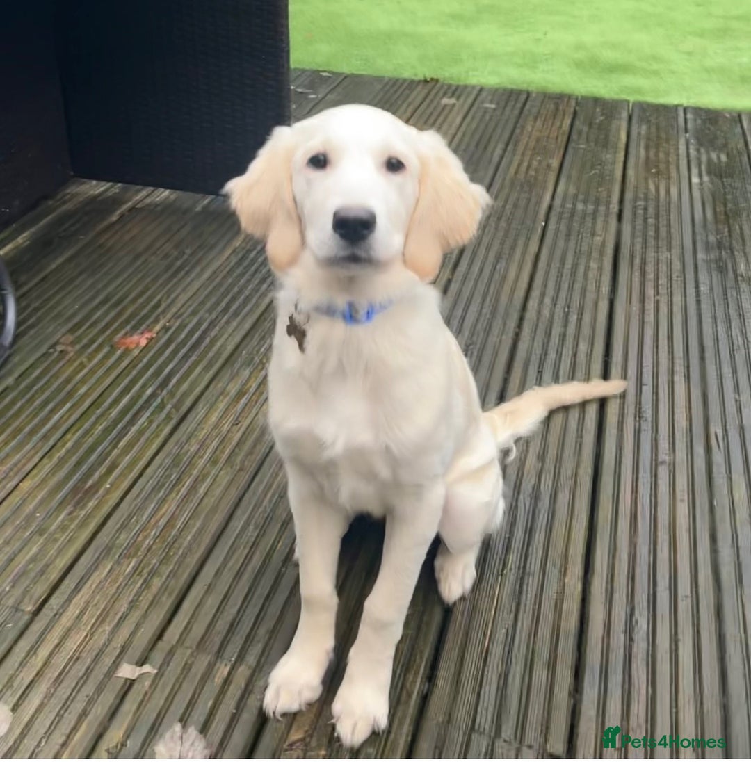 Golden Retriever dogs for sale: STUNNING CHAMPAGNE KC GIRL - Advert 11