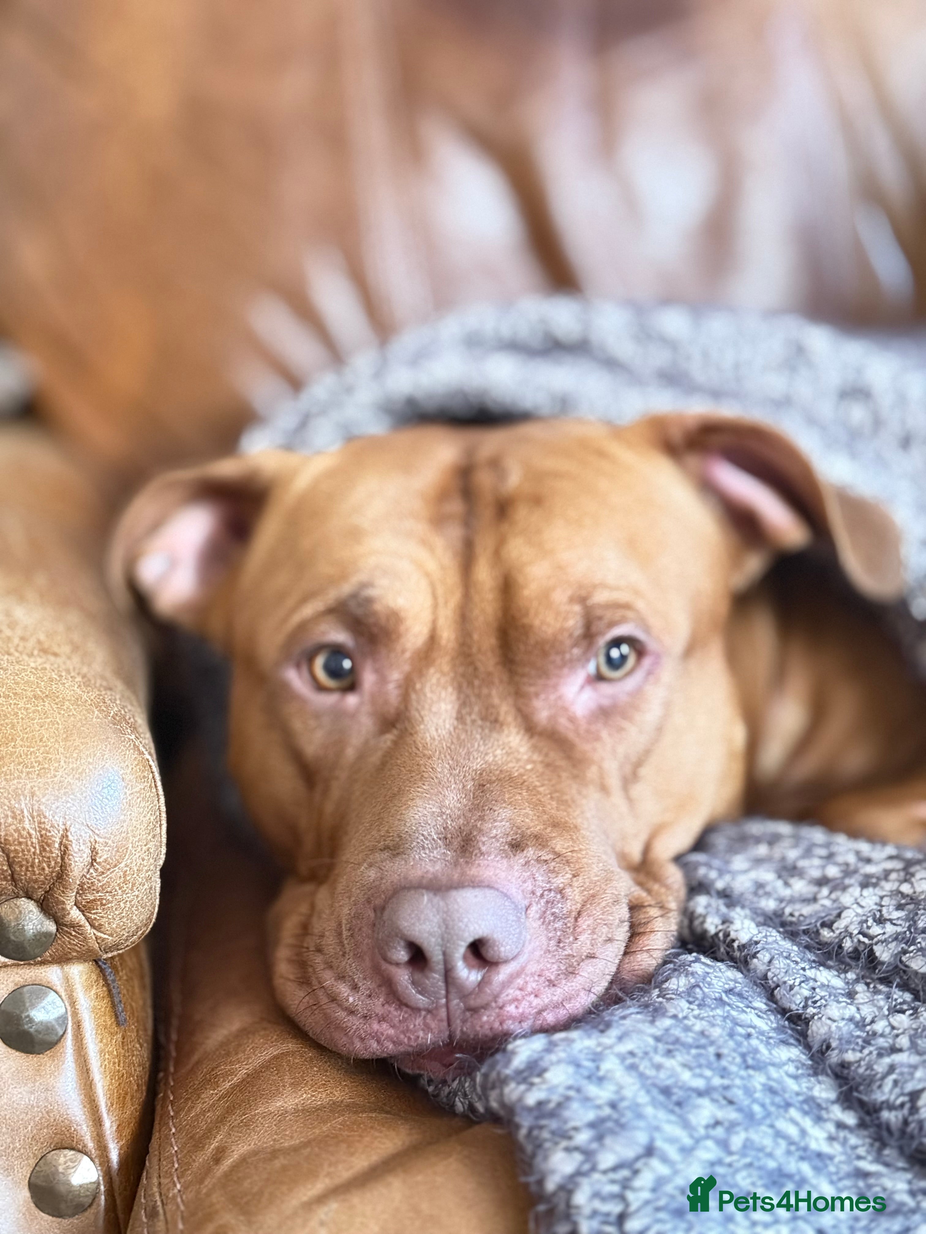 Mixed Breed dogs Beautiful Staffy x mastiff 2yr old boy  - Advert 1
