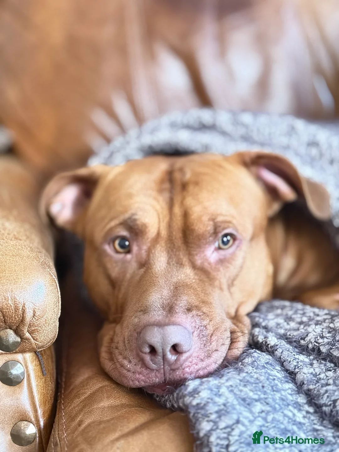 Mixed Breed dogs for sale: Beautiful Staffy x mastiff 2yr old boy  - Advert 1