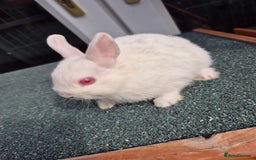Netherland Dwarf rabbits for sale: Female doe netherland dwarf 9 week old  - Image 2