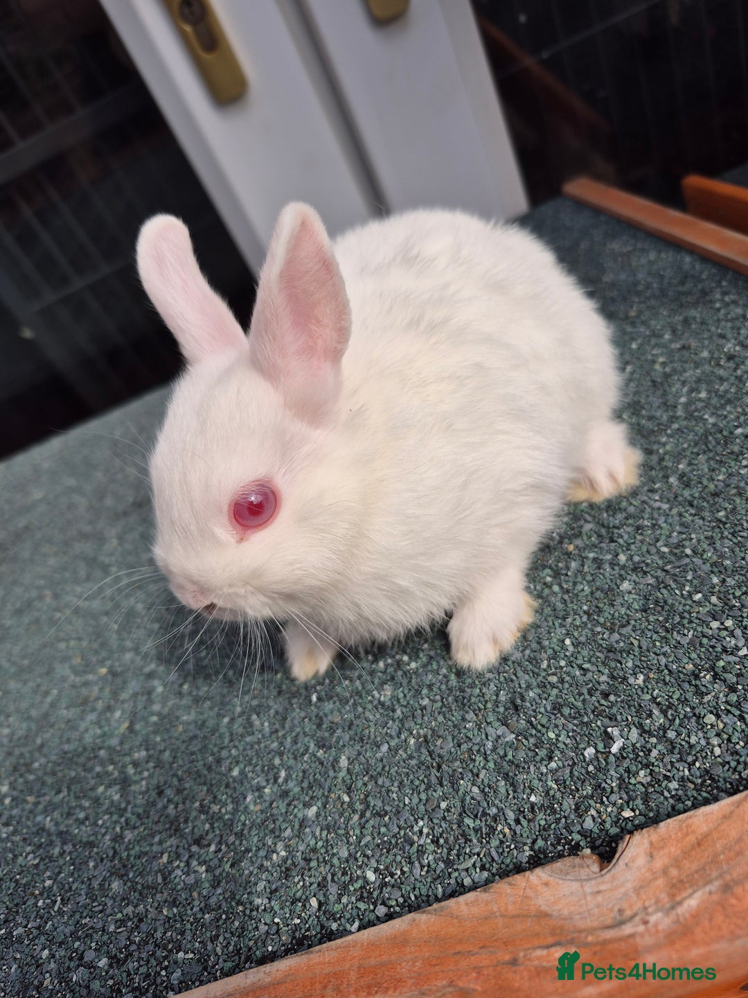 Netherland Dwarf rabbits for sale: Female doe netherland dwarf 9 week old  - Image 2