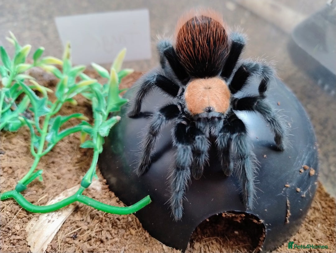 Spiders invertebrates for sale: Mexican Golden Red Rump Tarantula for Sale - Image 3