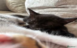 Domestic Shorthair cats for sale: 3 females - Image 3