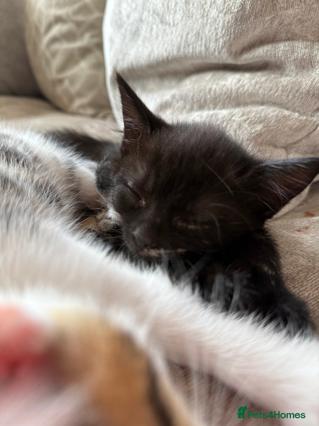 Domestic Shorthair cats for sale: 3 females - Image 3