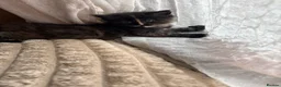 Maine Coon cats for sale: Fluffy Maine Coon Kittens - Advert 7