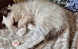 Ragdoll cats for sale: Adorable Loving blue mitted lynx - Image 33