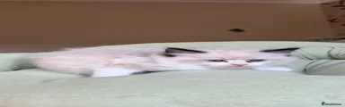 Ragdoll 4