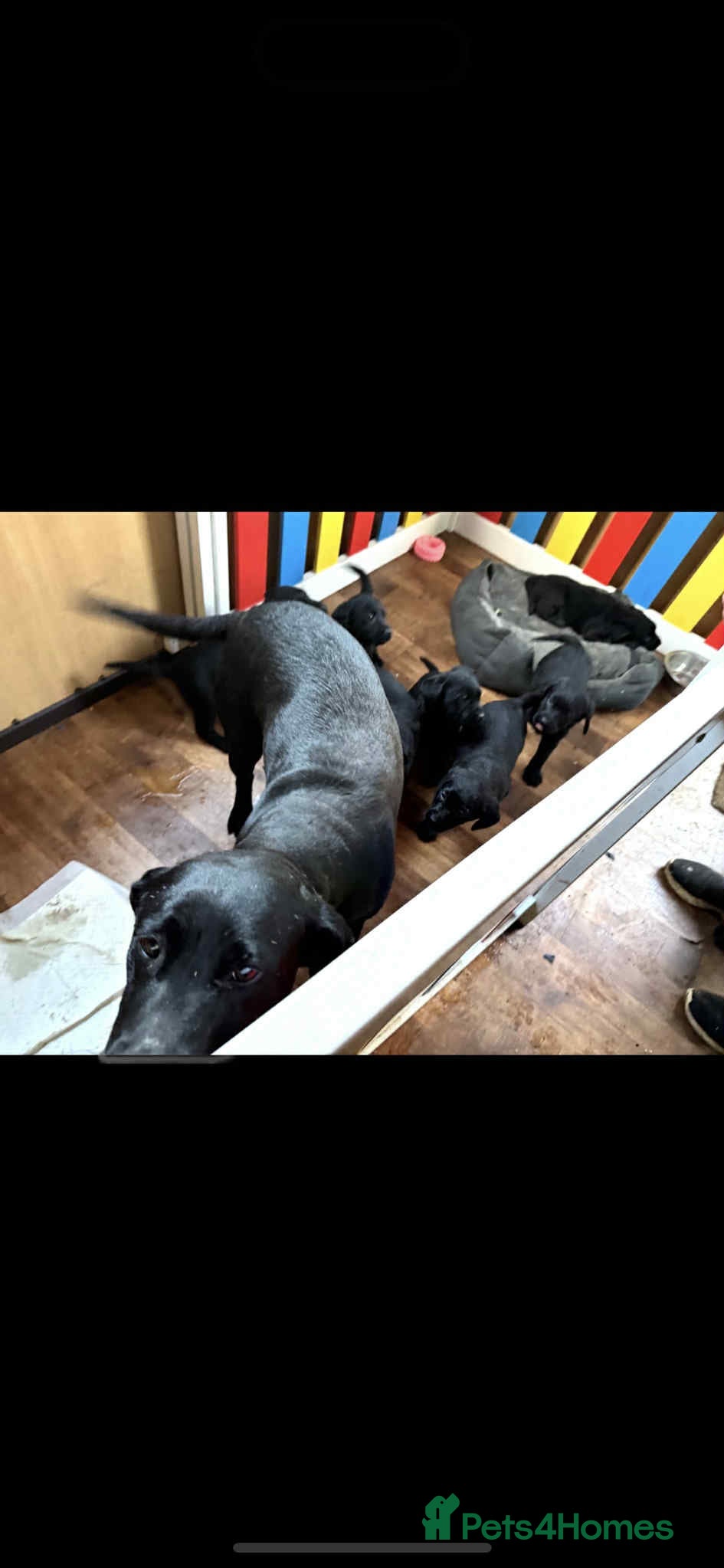 Labrador Retriever dogs two stunning labrador puppies - Advert 3