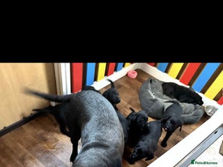 Labrador Retriever dogs two stunning labrador puppies - Advert 1