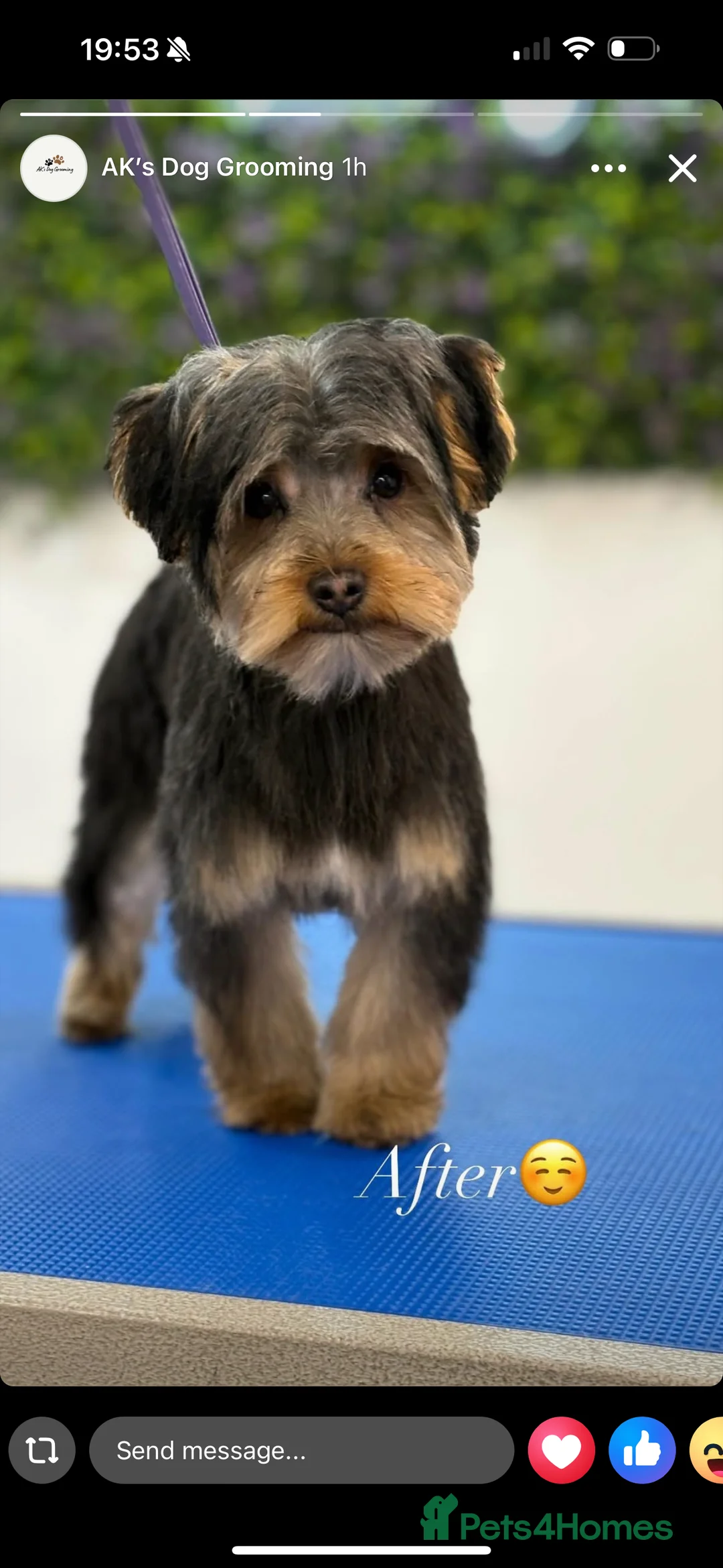 Yorkshire Terrier dogs for sale:  Loving Forever Home Needed for Archie in Strabane - Advert 4