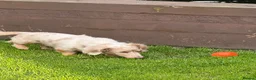 Dachshund dogs for sale: Dotty is pregnant!  - Advert 12