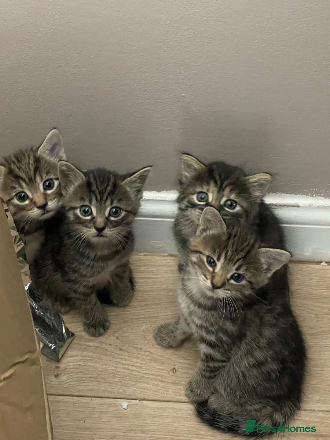 Mixed Breed cats for sale: 4 beautiful loving kittens  - Advert 2