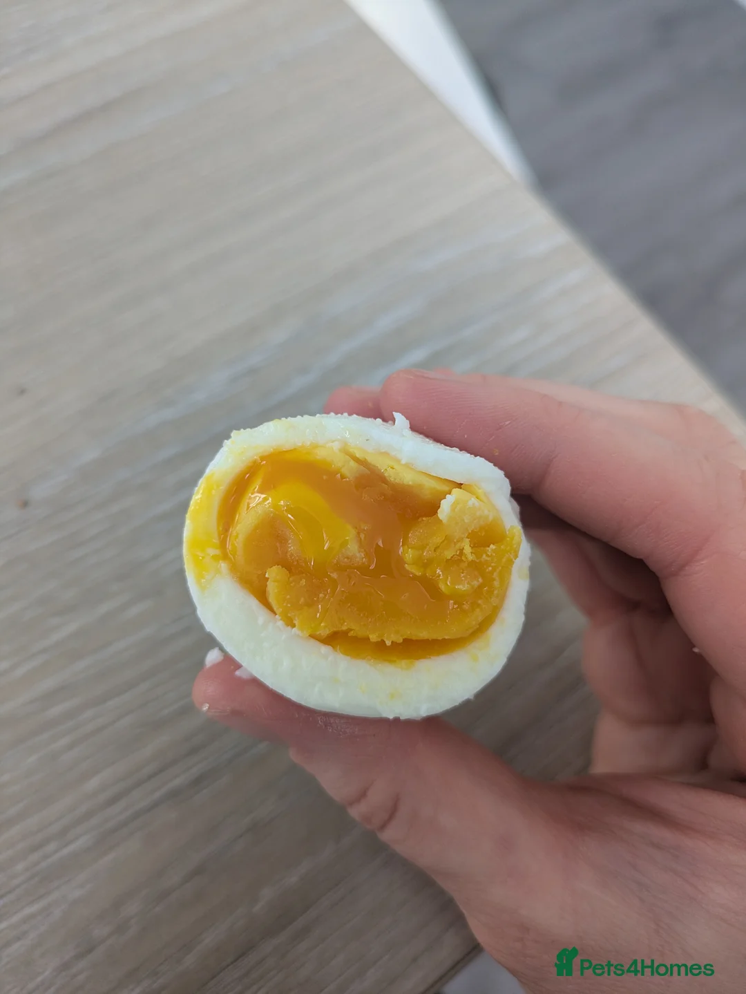 Chickens poultry for sale: 3 Hens+Nestera Lodge+Omlet Auto Door+Walk-In Run in Newbridge - Advert 6