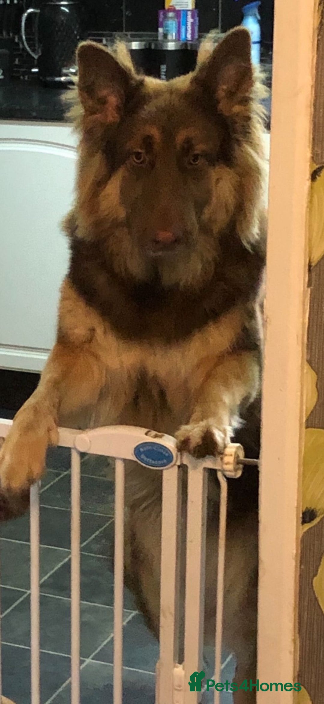 German Shepherd dogs for sale: Beautiful liver and tan female - Advert 2