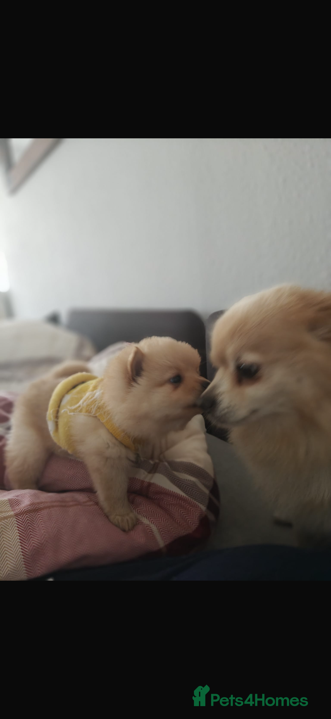 Pomeranian dogs for sale: Little girl - Image 5