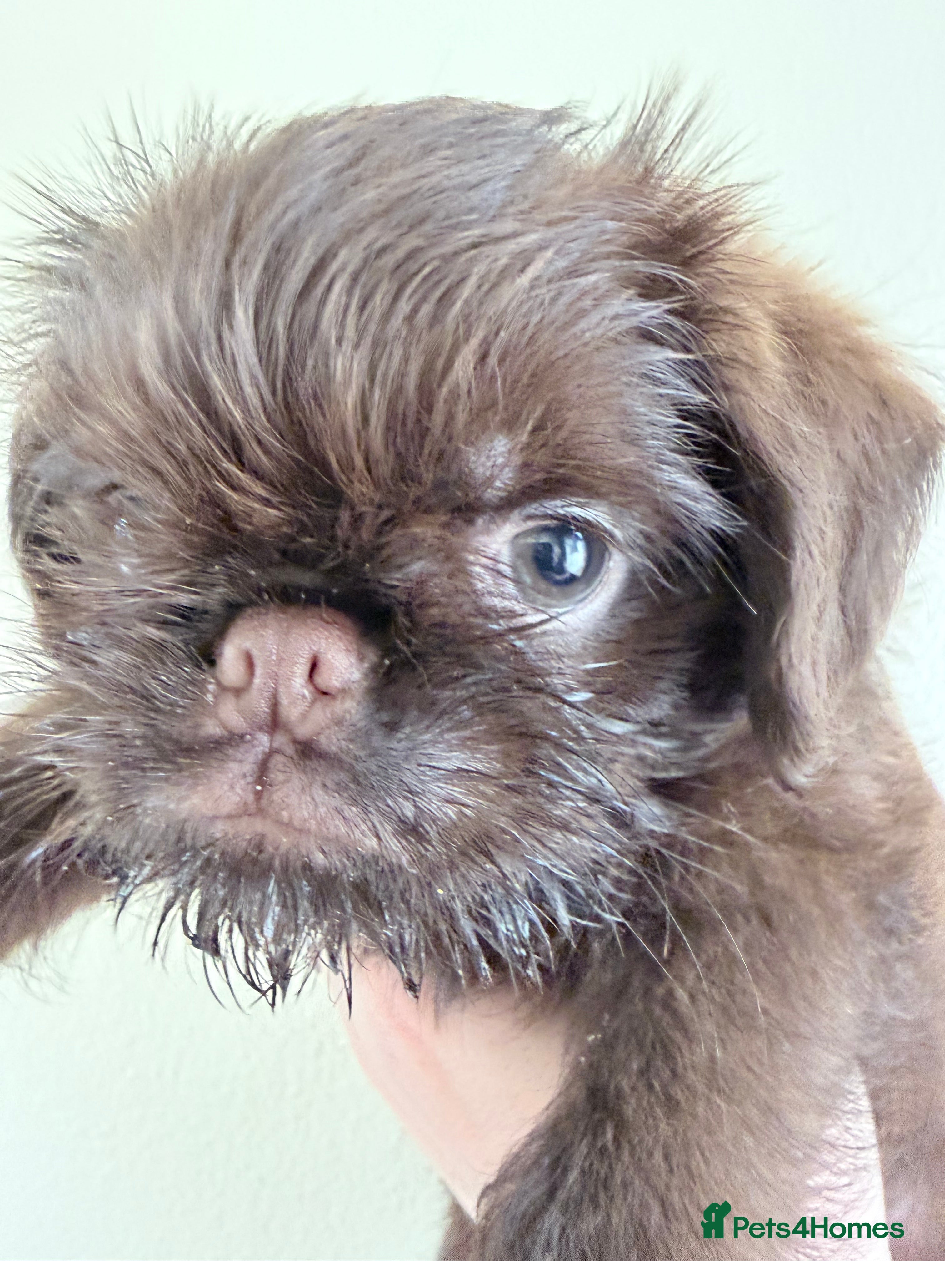 Griffon Bruxellois dogs 5 Gorgeous Chocolate Griffons  - Advert 2