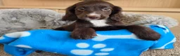Cocker Spaniel dogs for sale: Amazing Working type Cocker Spaniels - Advert 12
