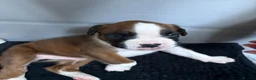 Boxer dogs for sale: 5 Boxer Puppies for Sale - Advert 1