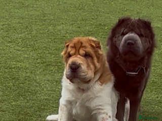 Shar Pei dogs Bear Coat Shar pei 1x blue Girl 1 flower boy - Advert 2