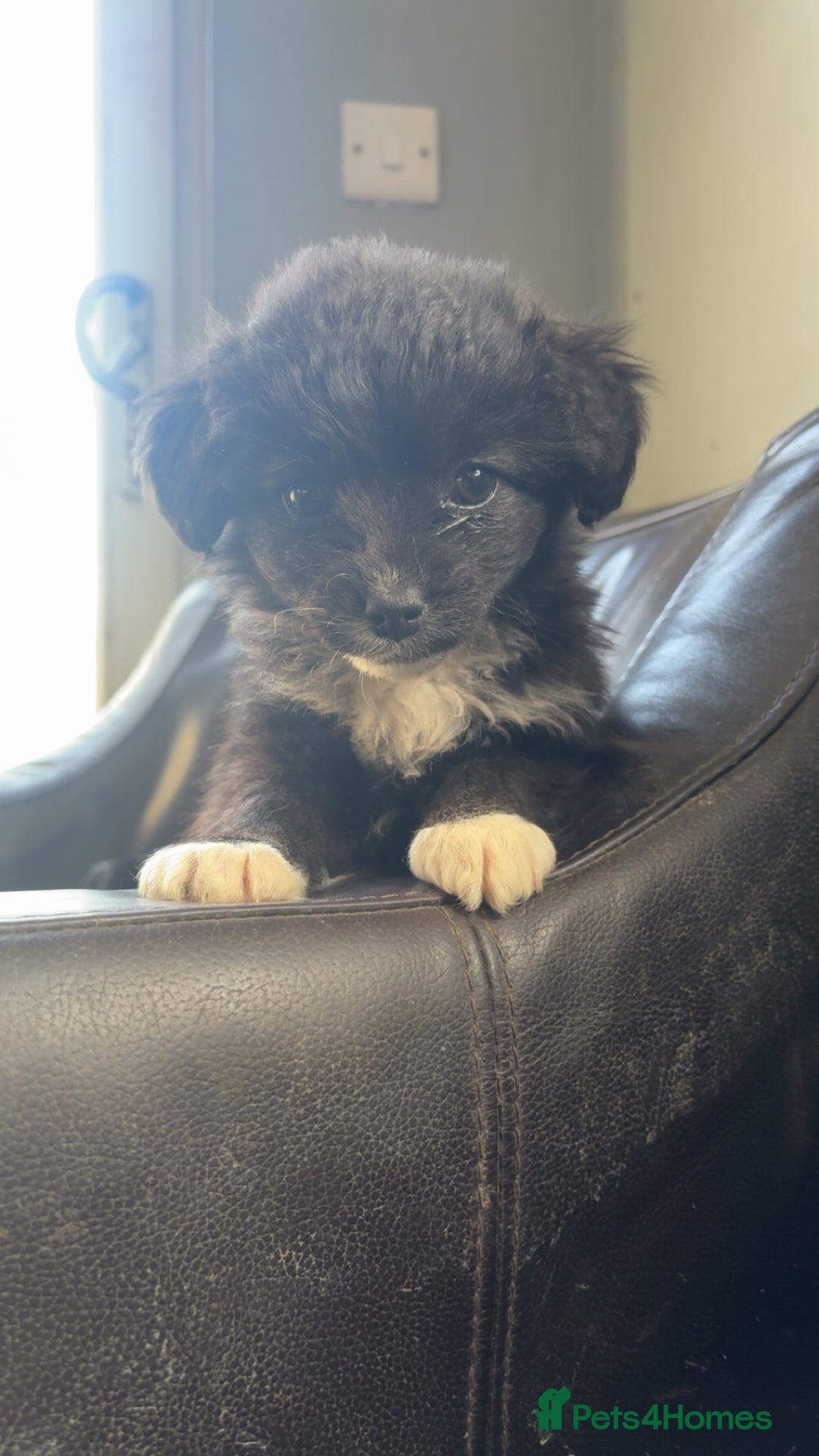 Mixed Breed dogs for sale: cavapoos in need for new home! - Advert 10