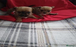 Chorkie dogs for sale: Chihuahua  Cross Yorkshire  - Image 14