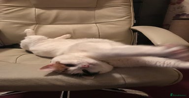 Mixed Breed cats - Advert 10