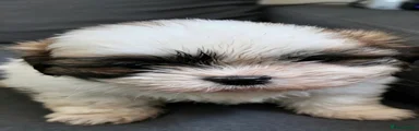 Shih Tzu 6