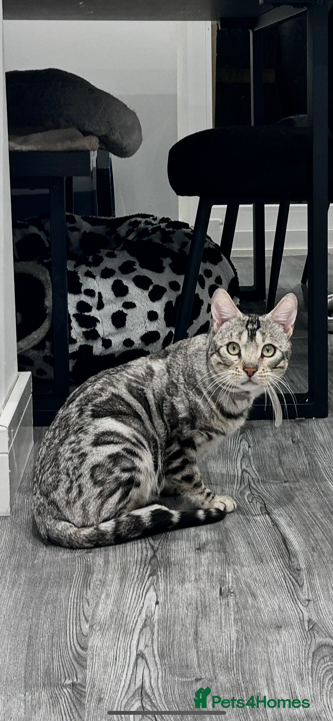 Bengal cats for sale: 🧬LIMITED BENGAL KITTENS DUE JAN🧬 - Advert 10