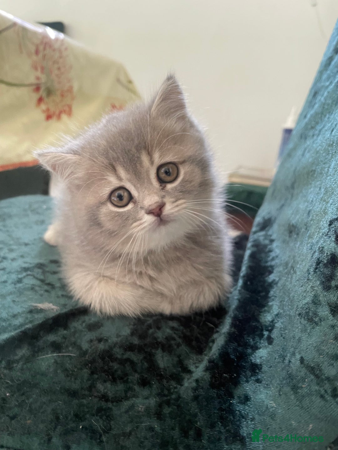 British Shorthair cats for sale: Fabulous, playful and healthy BSH kittens, rare - Image 37
