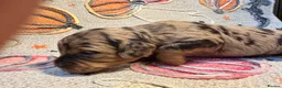 Cavapoochon dogs for sale: Beautiful health tested Cavapoo puppies - Advert 32