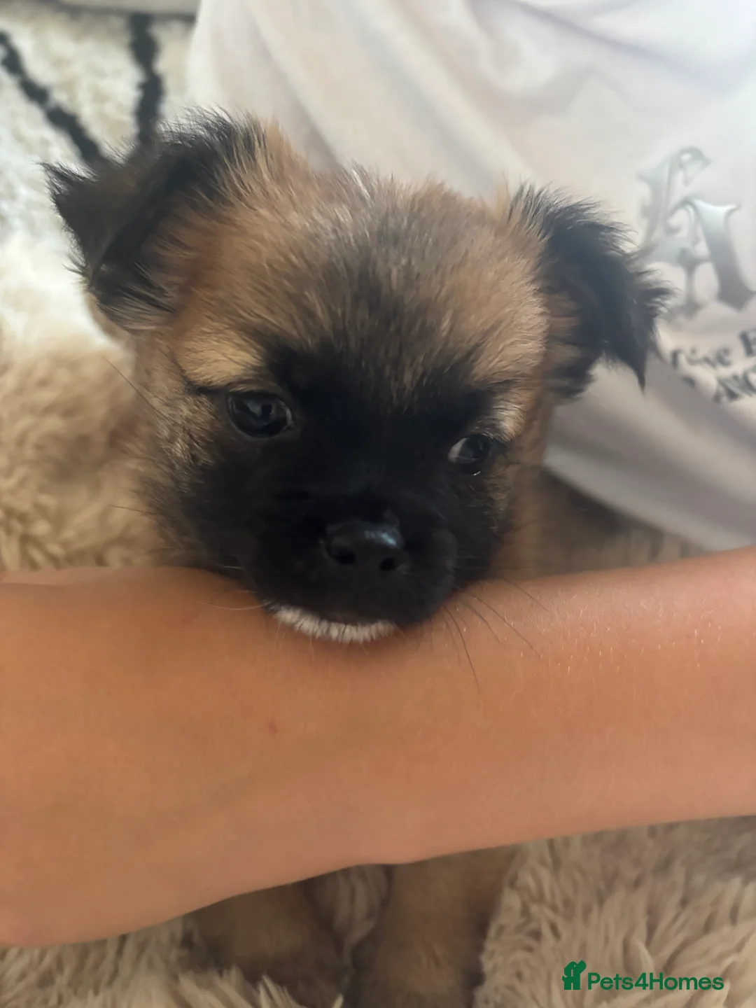 Chihuahua dogs for sale: Absolutely gorgeous chihuahua pups - Advert 25