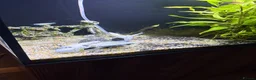 Barbs fish for sale: Full tank and set up for sale Everything included  - Advert 3