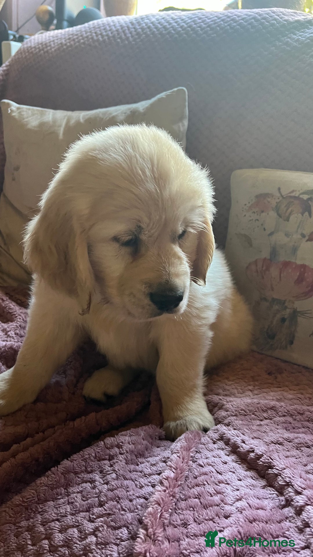 Golden Retriever dogs for sale: Golden Retriever huge big boned male puppy - Advert 10