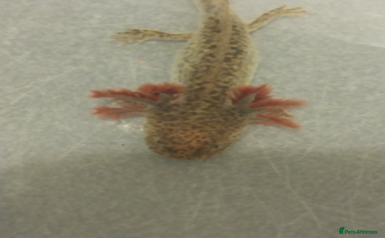 Axolotl reptiles - Advert 3