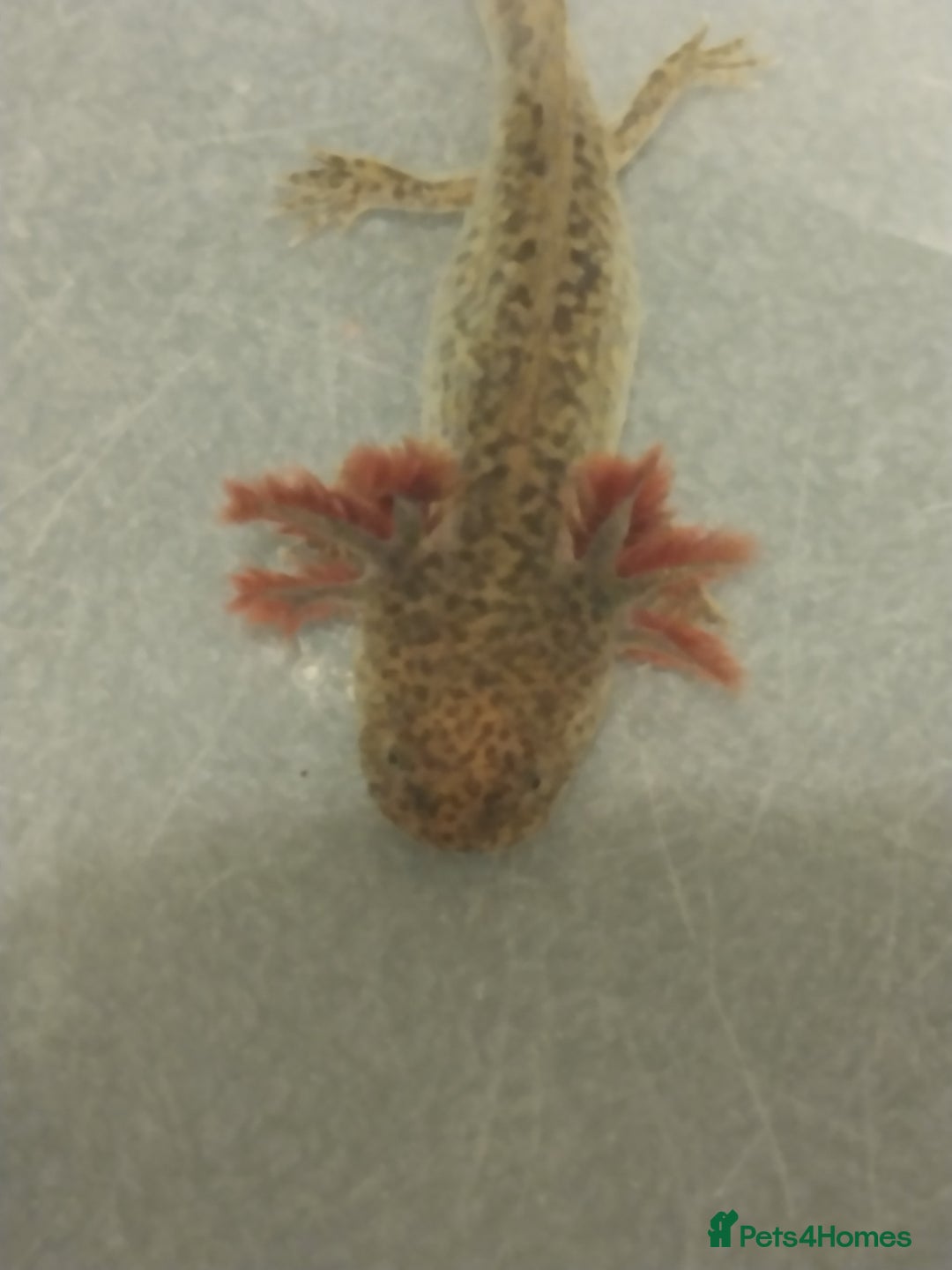 Axolotl reptiles for sale: Baby Wild types last 3 left/plus quail bird - Image 1