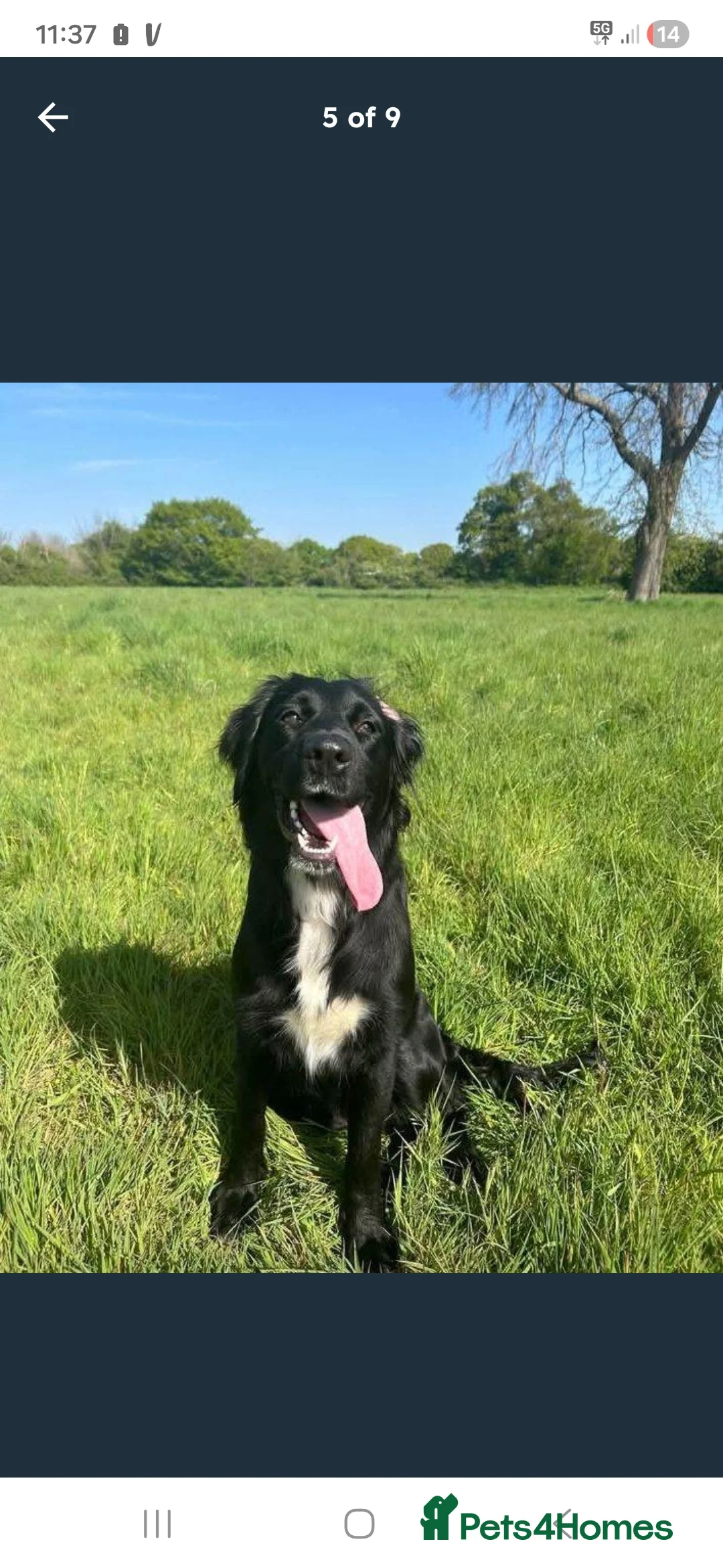 Mixed Breed dogs for sale: Mabel – German Shepherd × Border Collie in Colchester - Advert 2