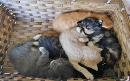 Mixed Breed cats for sale: 6 Gorgeous Kittens Looking for Forever Homes  - Image 32