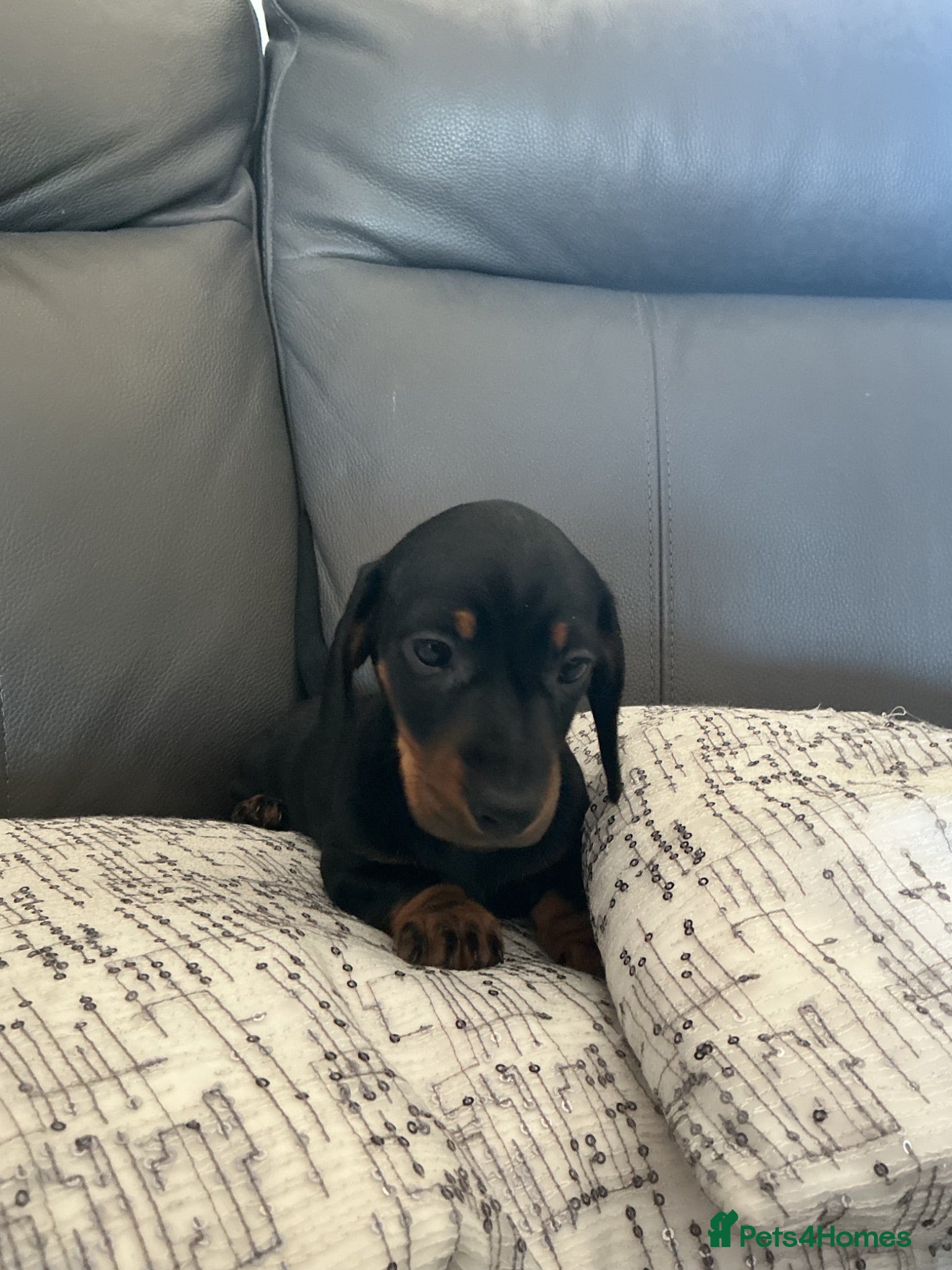 Miniature Dachshund dogs Miniature dachshund pups.KC reg&council licensed - Advert 1