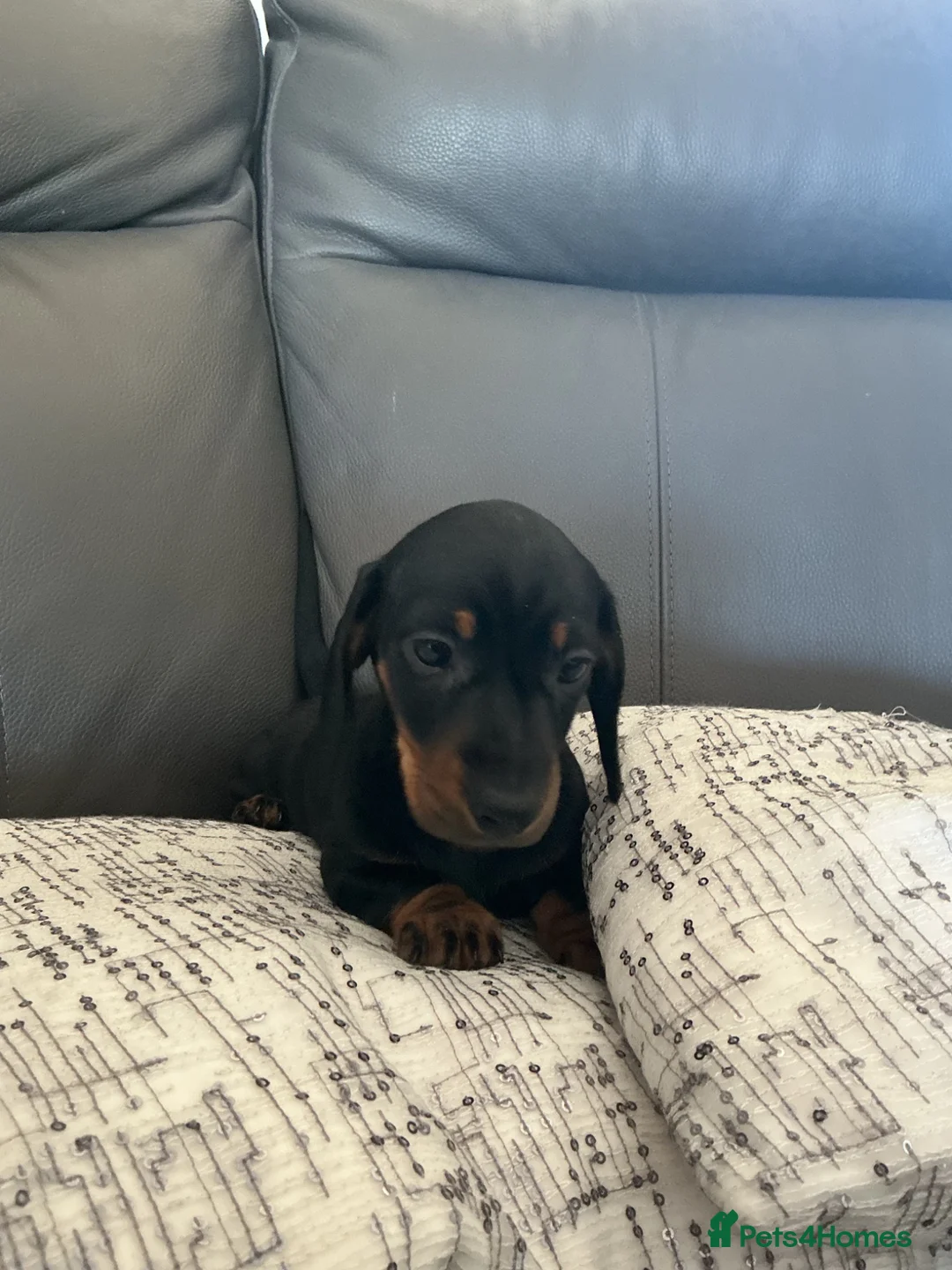 Miniature Dachshund dogs for sale: Miniature dachshund pups.KC reg&council licensed - Advert 1