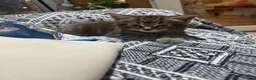 Mixed Breed cats for sale: Main coon x Russian blue mix - Advert 8