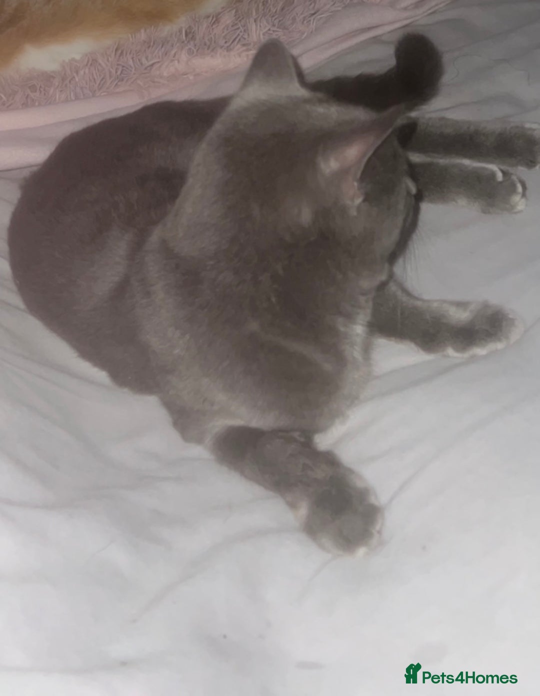 British Shorthair cats for sale: Loving gray cat looking for new home  - Image 2