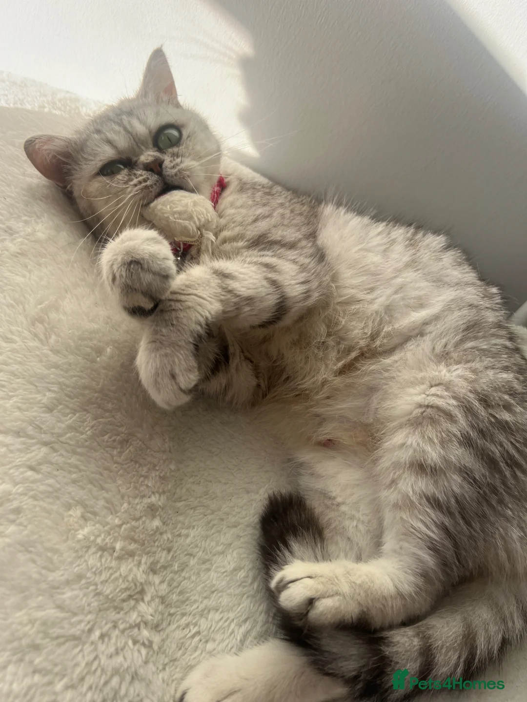 British Shorthair cats for sale: 2 year old British shorthair  - Advert 2