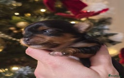 Yorkshire Terrier dogs for sale: Miniature yorkshire terrier puppy - Advert 21