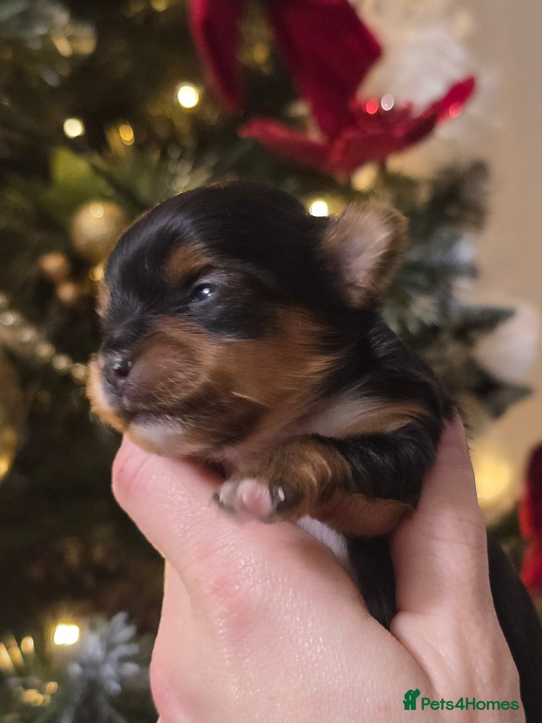 Yorkshire Terrier dogs for sale: Miniature yorkshire terrier puppy - Advert 21