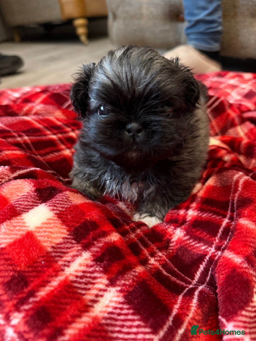 Pekingese dogs for sale: Kc Pekingese  - Advert 3