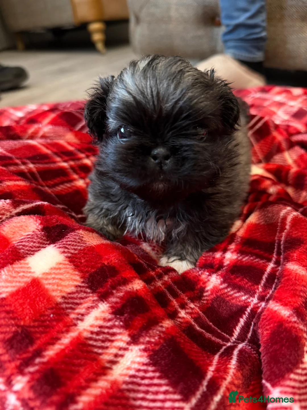 Pekingese dogs for sale: Kc Pekingese  - Advert 2