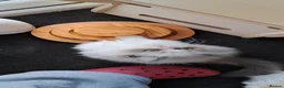 RagaMuffin cats for sale: 3 adorable Raga-per kittens. Born 7/7/26   - Advert 7