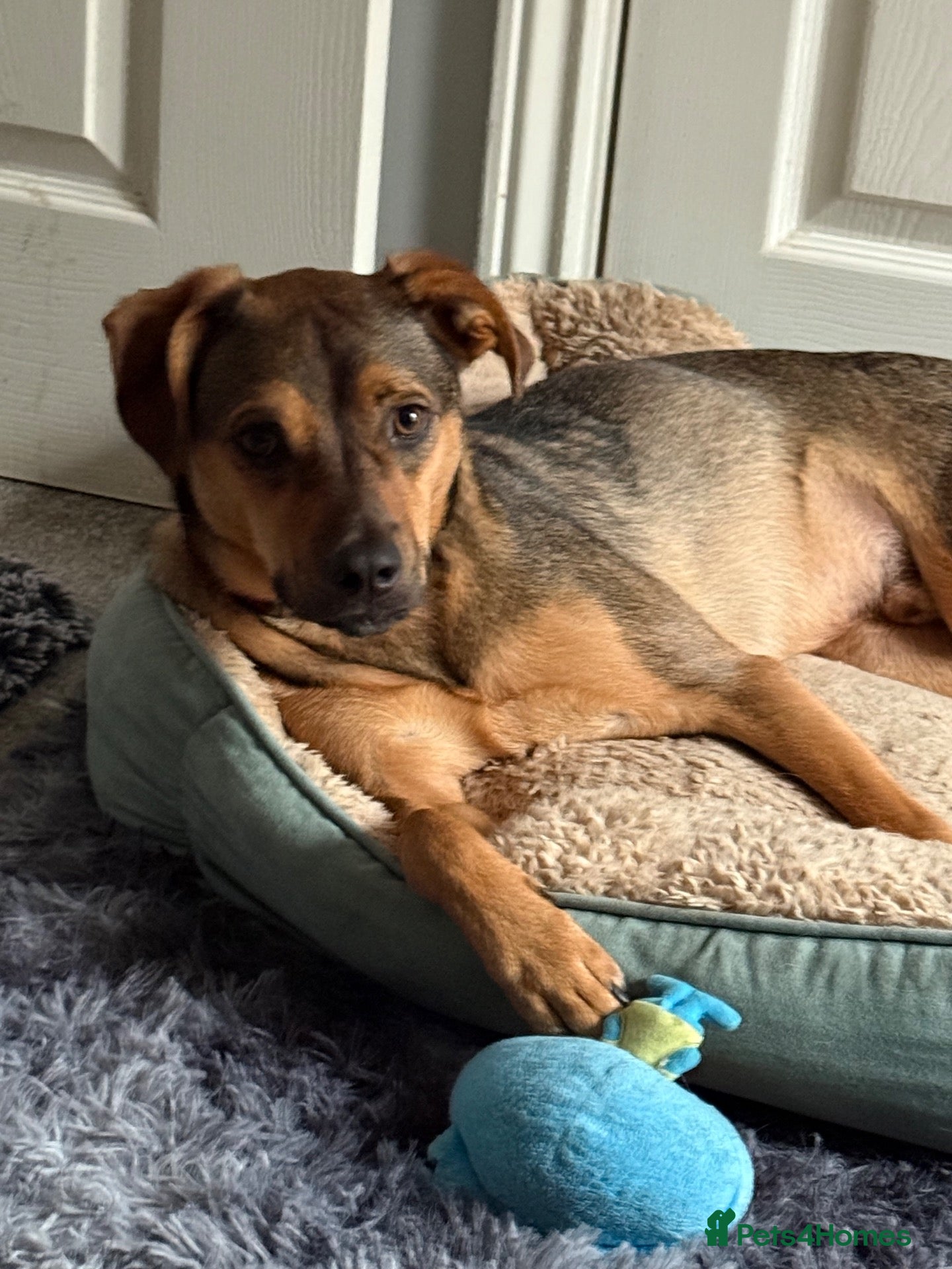 Mixed Breed dogs Sweet Benni looking for his home - Advert 5