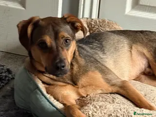 Mixed Breed dogs Sweet Benni looking for his home - Advert 5