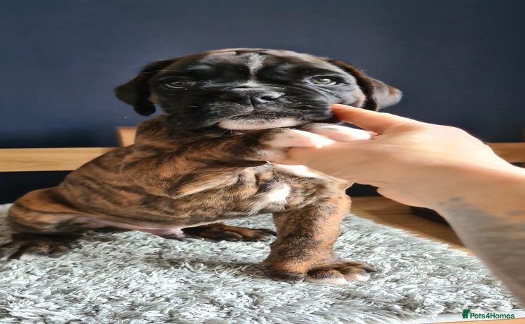 Boxer dogs - Advert 2
